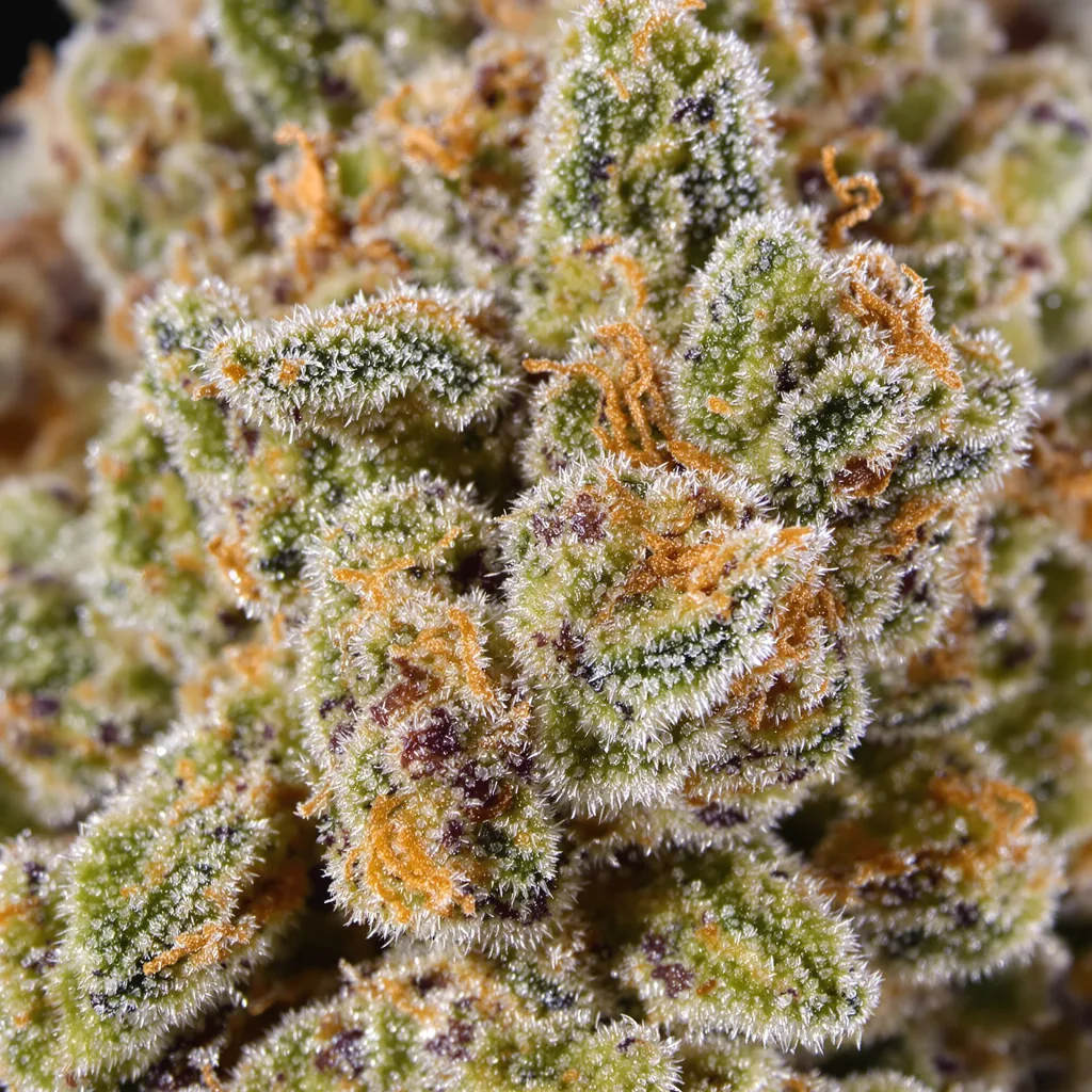 Primer plano de cogollo de cannabis Purple Nepal Candy mostrando estructura abierta con pistilos naranjas