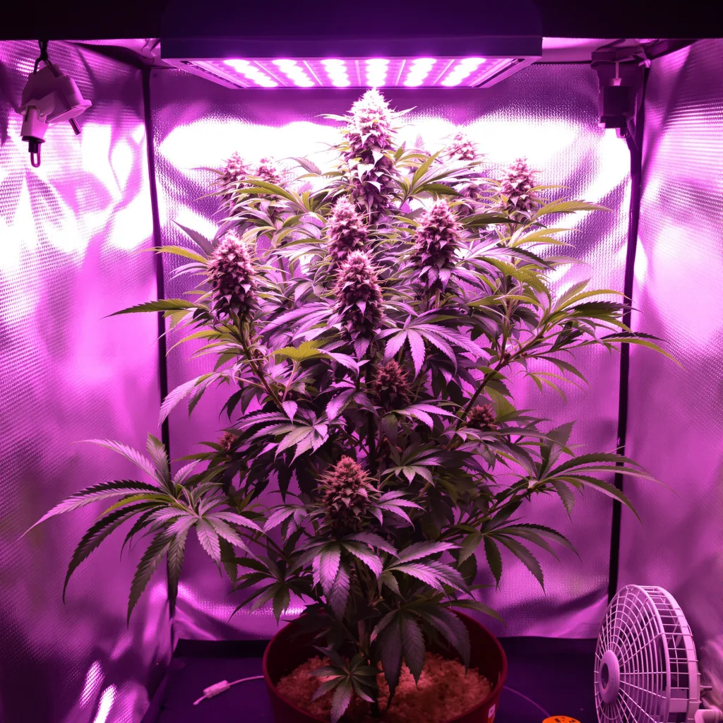 Planta de cannabis Purple Nepal en fase de floración — 90-130 cm feminizada