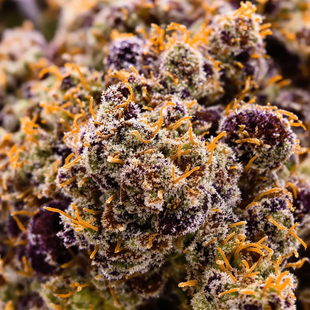 Primer plano de cogollo de cannabis Purple Nepal mostrando cálices densos con tonos morados