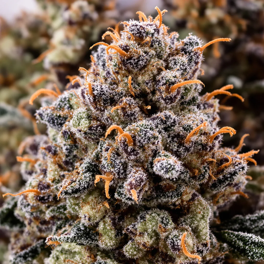 Primer plano de cogollo de cannabis Purple OG mostrando cálices densos con tonos morados