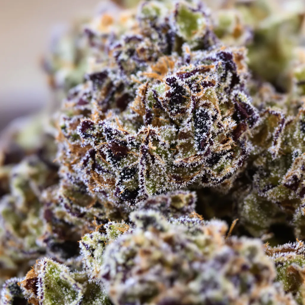 Primer plano de cogollo de cannabis Purple Panty Dropper mostrando cálices densos con tonos morados
