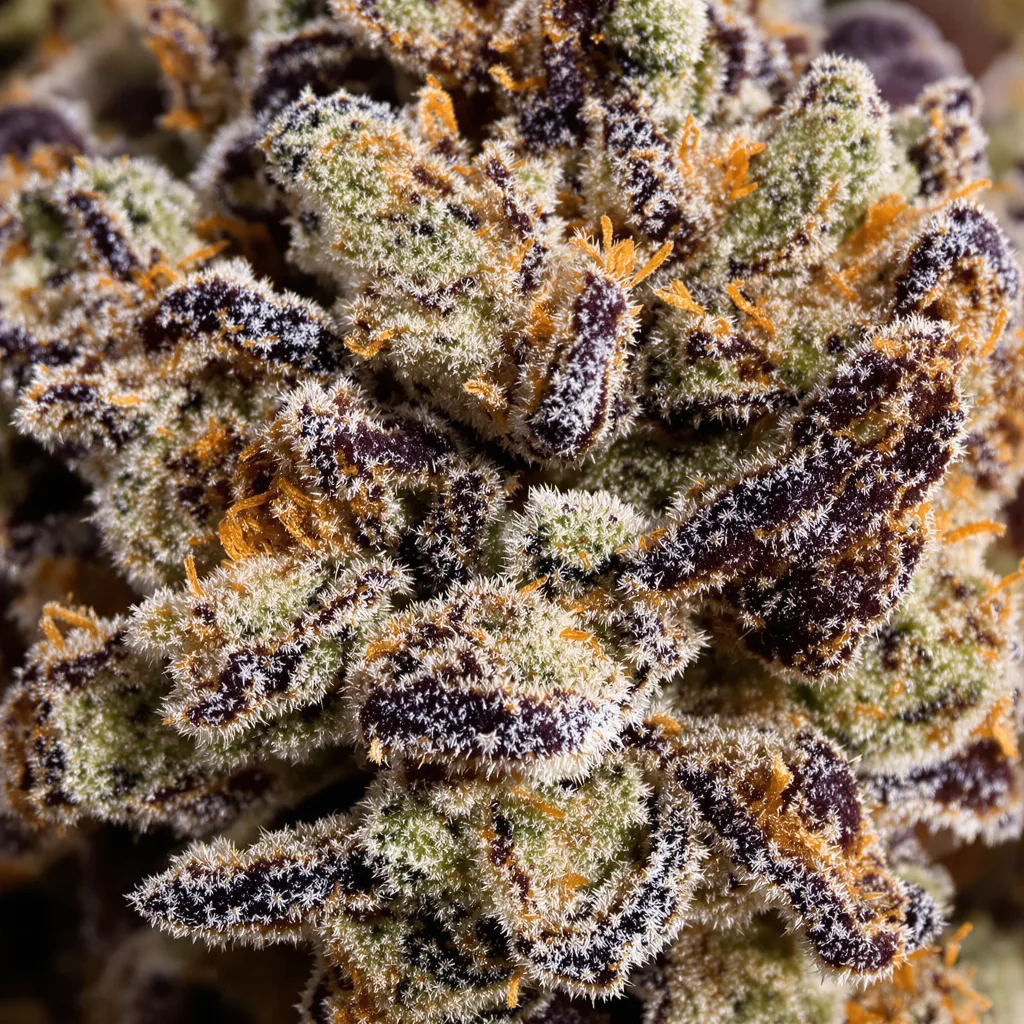 Primer plano de cogollo de cannabis Purple Passion mostrando cálices densos con tonos morados