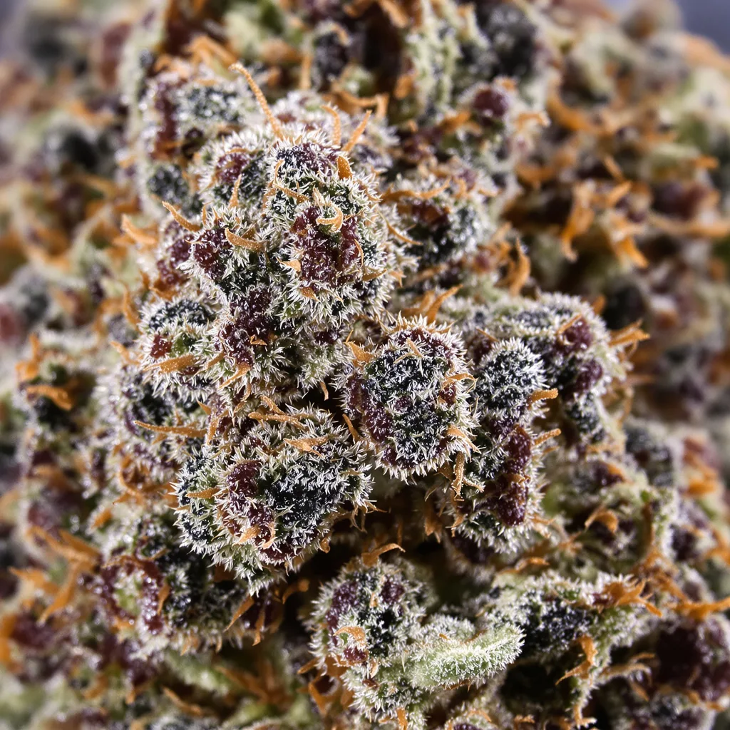Primer plano de cogollo de cannabis Purple People Eater mostrando cálices densos con tonos morados