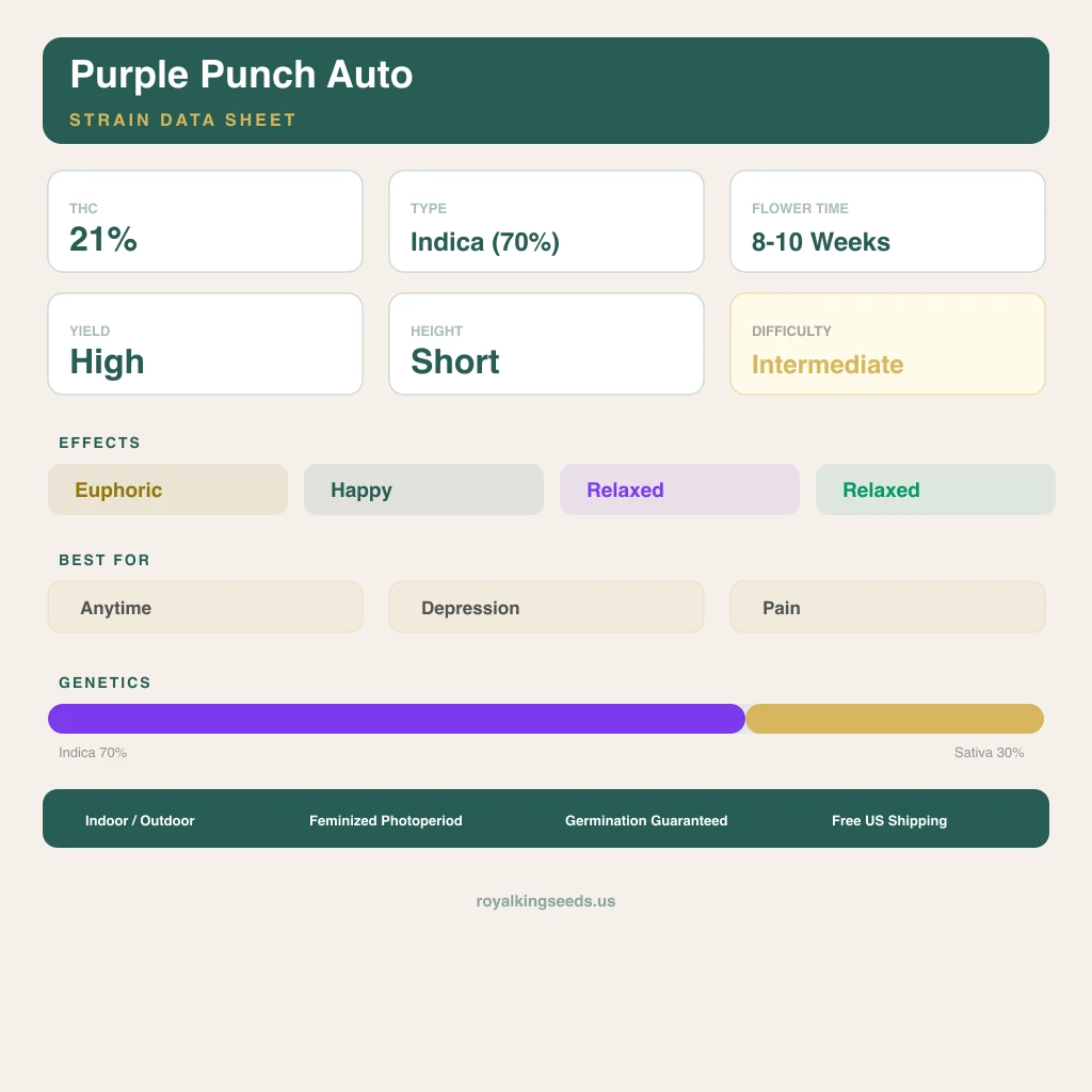 Purple Punch 70% indica / 30% sativa — flor con tricomas visibles