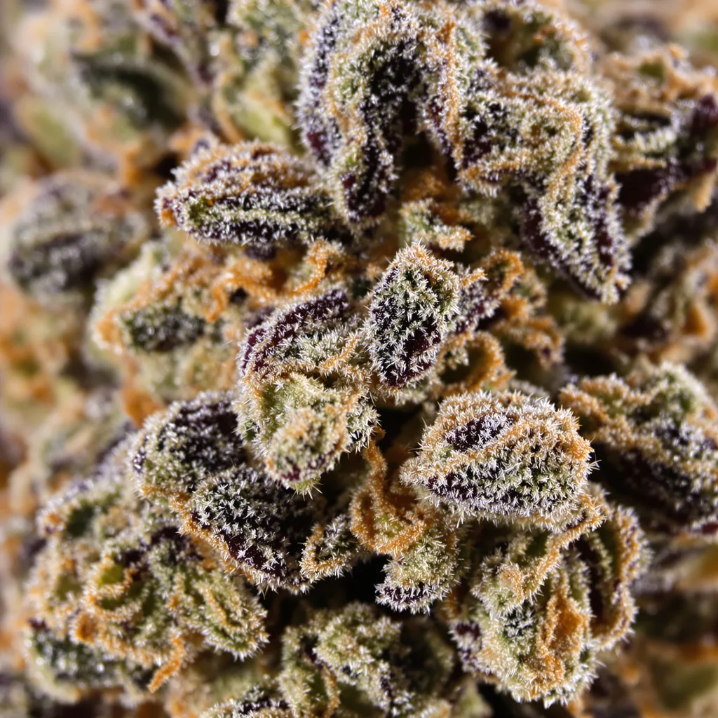 Primer plano de cogollo de cannabis Purple Sage mostrando cálices densos con tonos morados
