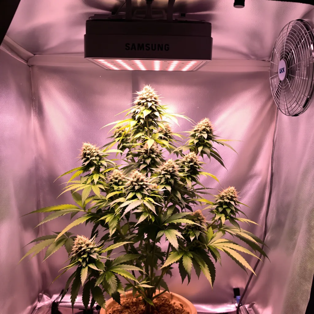 Planta de cannabis Purple Skunk en fase de floración — 60-100 cm autofloración