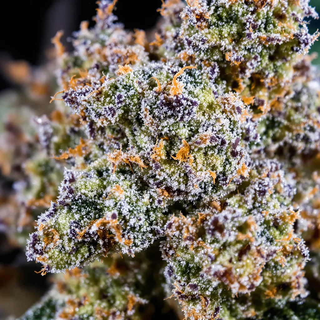 Primer plano de cogollo de cannabis Purple Skunk mostrando estructura equilibrada con tricomas escarchados