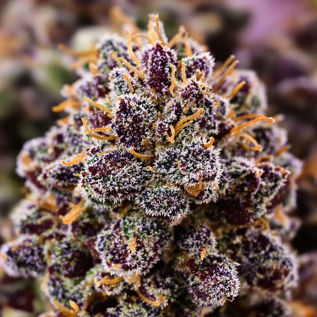 Primer plano de cogollo de cannabis Purple Star mostrando cálices densos con tonos morados