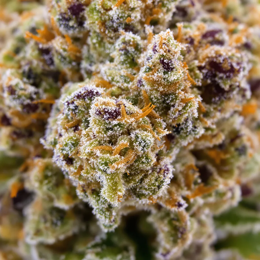 Primer plano de cogollo de cannabis Purple Voodoo mostrando estructura equilibrada con tricomas escarchados