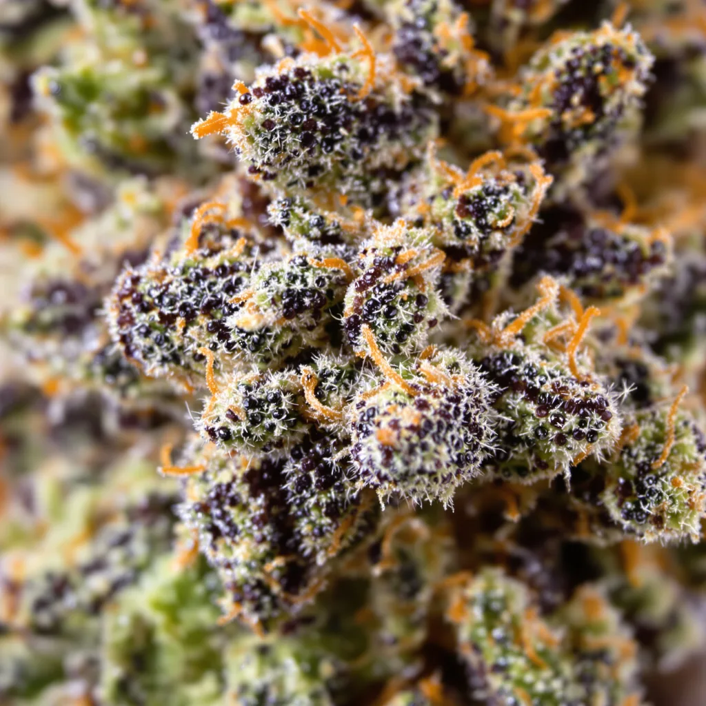 Primer plano de cogollo de cannabis Queso mostrando cálices densos con tonos morados