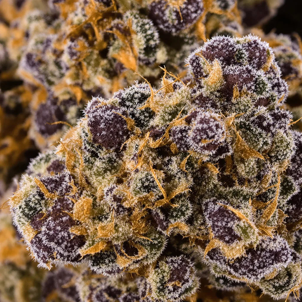 Primer plano de cogollo de cannabis Quin-N-Tonic mostrando cálices densos con tonos morados