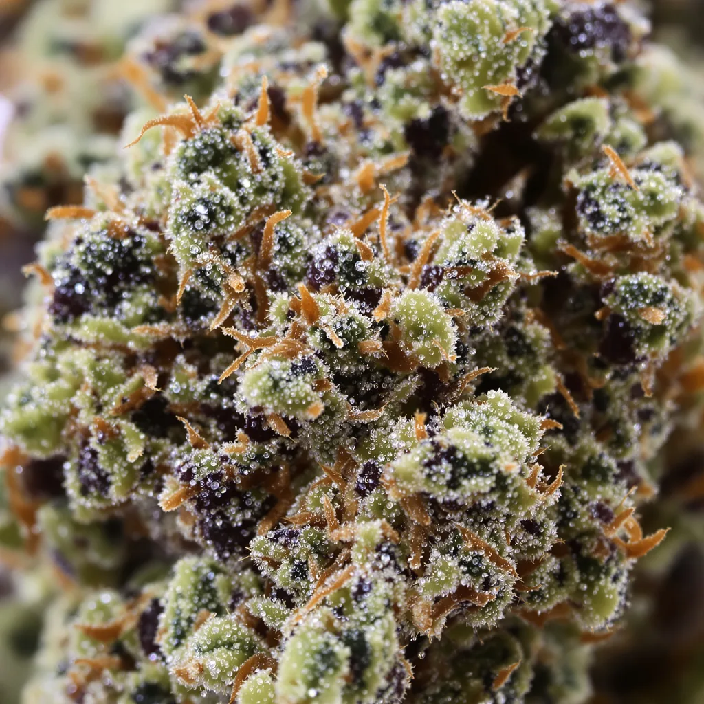 Primer plano de cogollo de cannabis Qush mostrando cálices densos con tonos morados