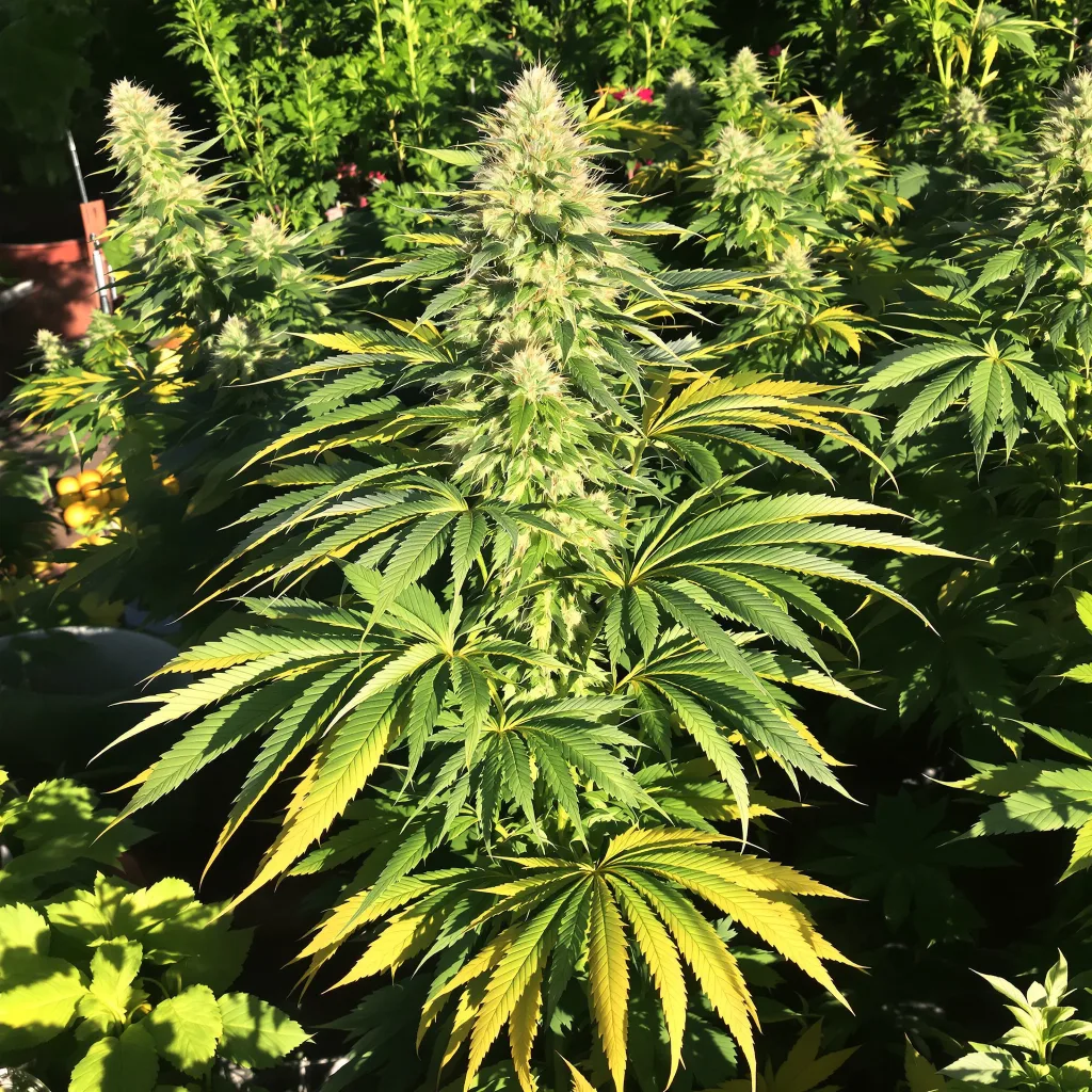 Qush 87% indica / 13% sativa — flor con tricomas visibles