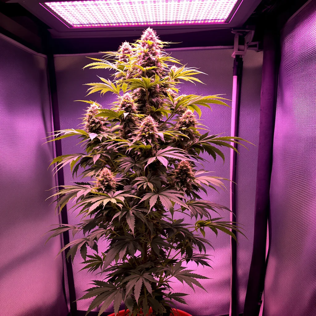 Planta de cannabis Rainbow en fase de floración — 150-200 cm feminizada