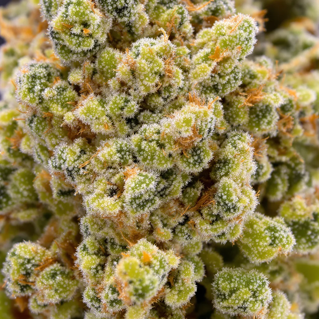 Primer plano de cogollo de cannabis Rainbow mostrando estructura aireada verde lima