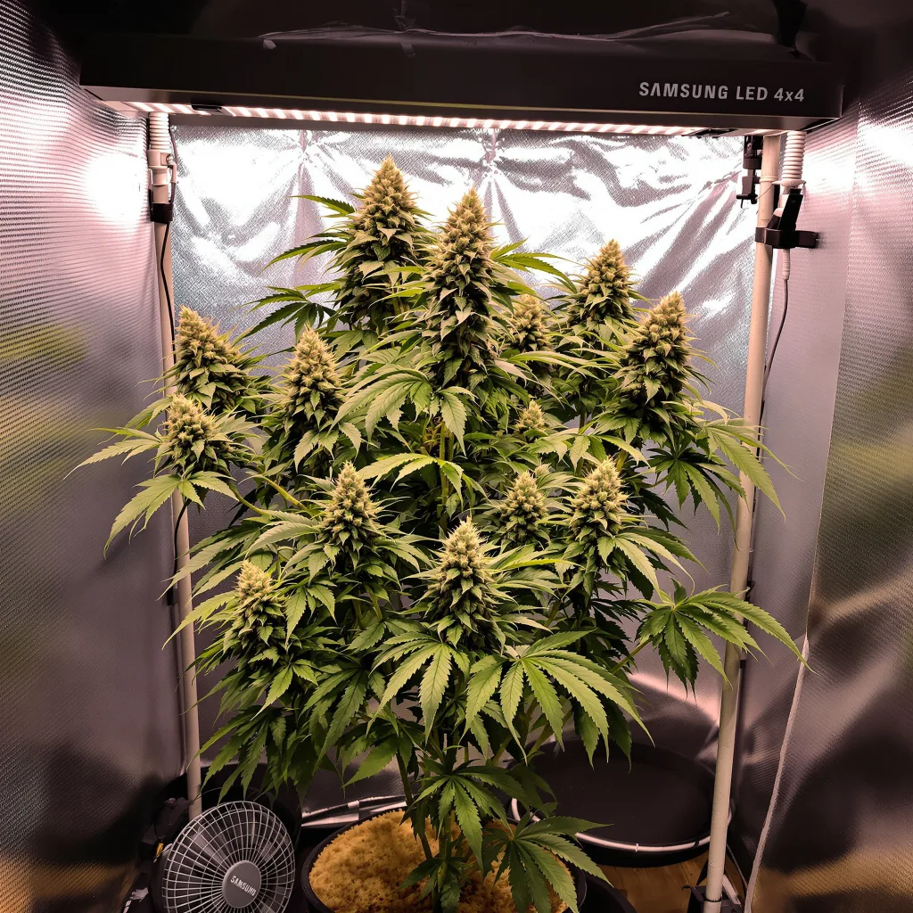 Planta de cannabis Rainbow Kush en fase de floración — 60-100 cm autofloración