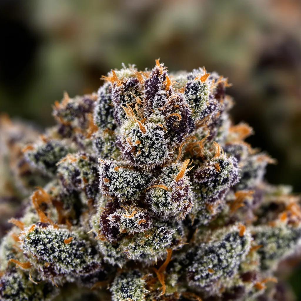 Primer plano de cogollo de cannabis Rare Darkness mostrando cálices densos con tonos morados