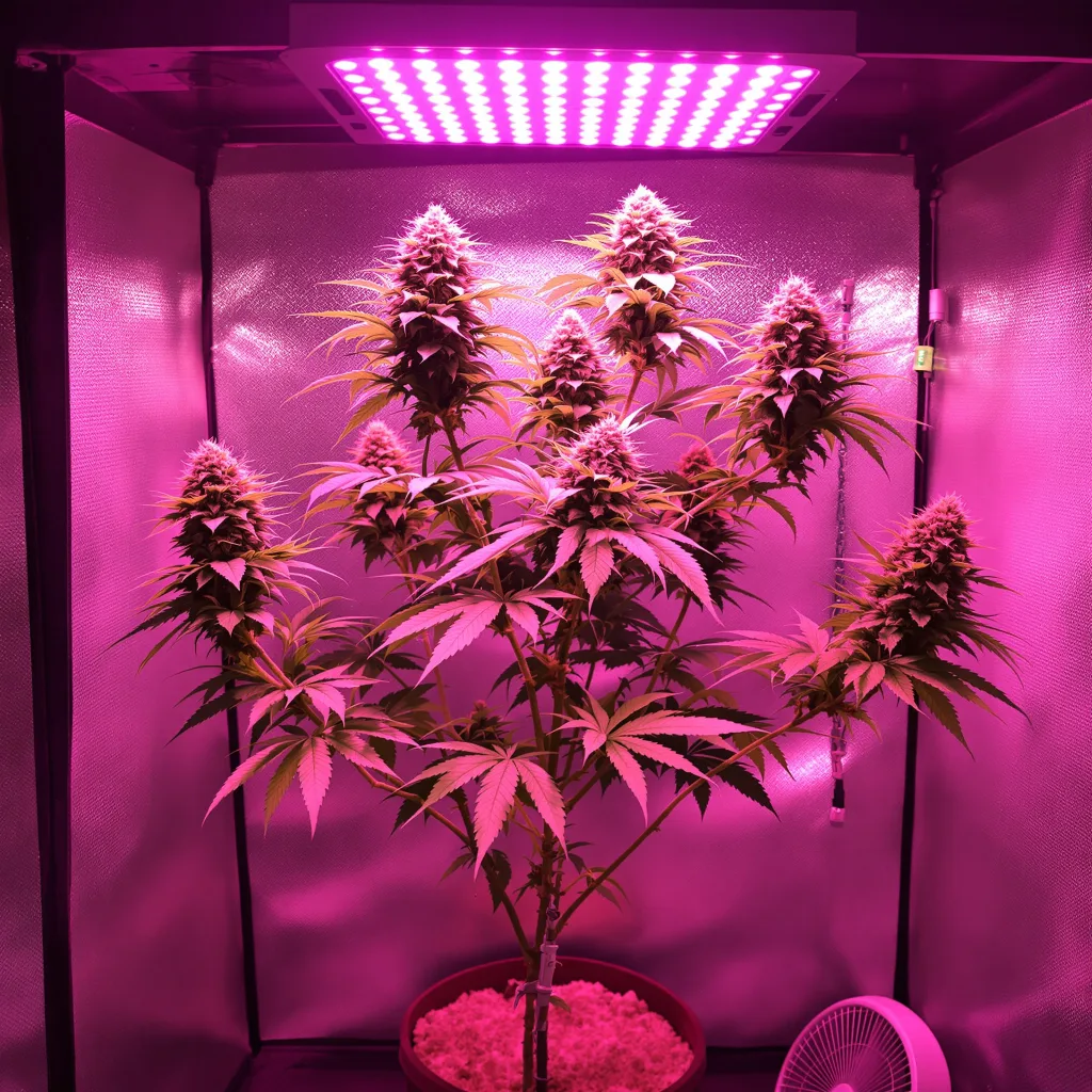 Planta de cannabis Recon en fase de floración — 60-100 cm autofloración