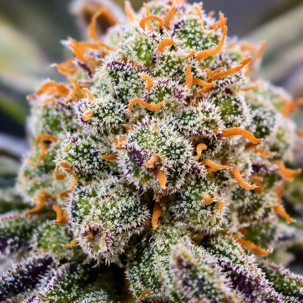 Primer plano de cogollo de cannabis Recon mostrando cogollos densos verde bosque