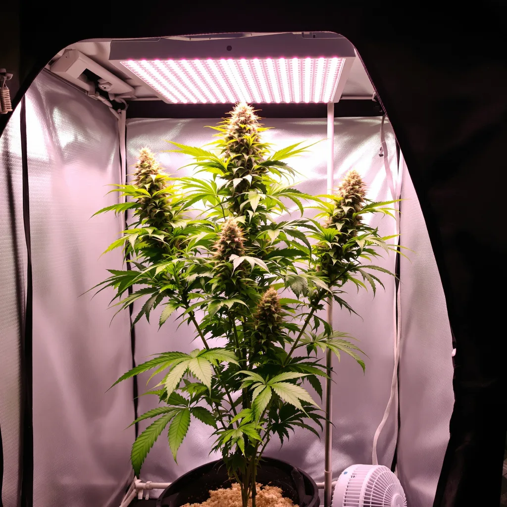 Planta de cannabis Red Congolese en fase de floración — 60-100 cm autofloración
