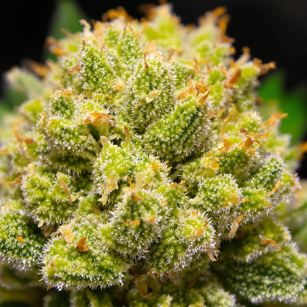 Primer plano de cogollo de cannabis Red Congolese mostrando estructura aireada verde lima