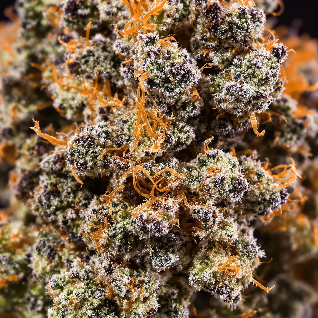 Primer plano de cogollo de cannabis Red Eye OG mostrando cálices densos con tonos morados