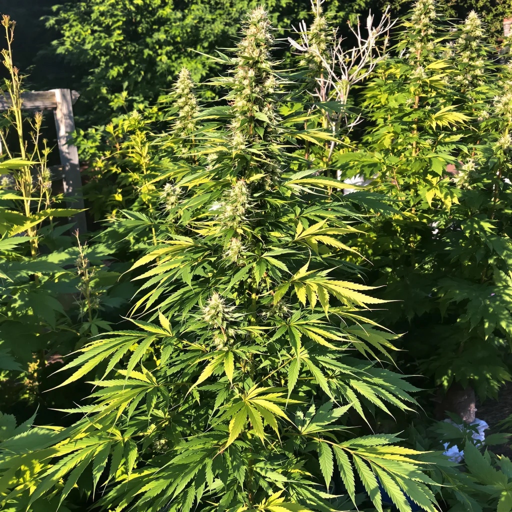 Red Headed Stranger 8% indica / 92% sativa — flor con tricomas visibles