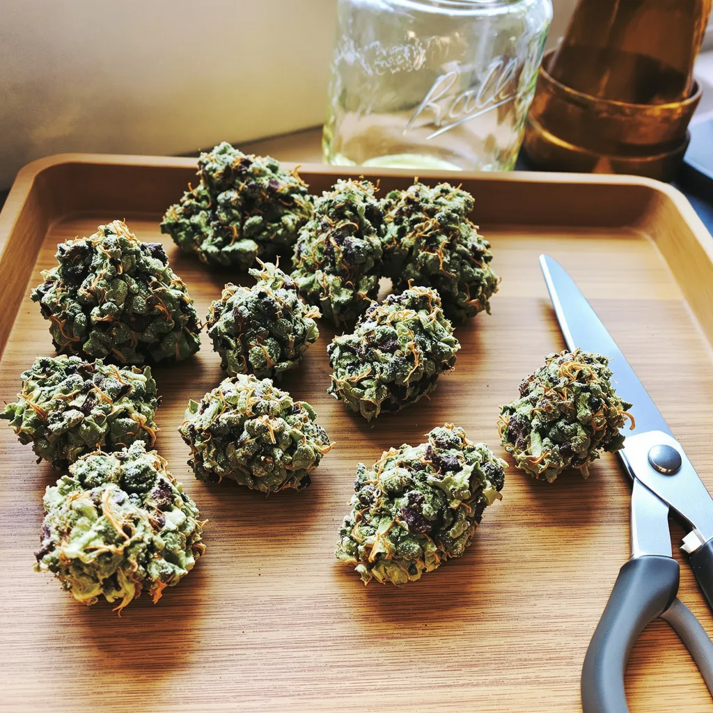 Reign Man 51% indica / 49% sativa — flor con tricomas visibles