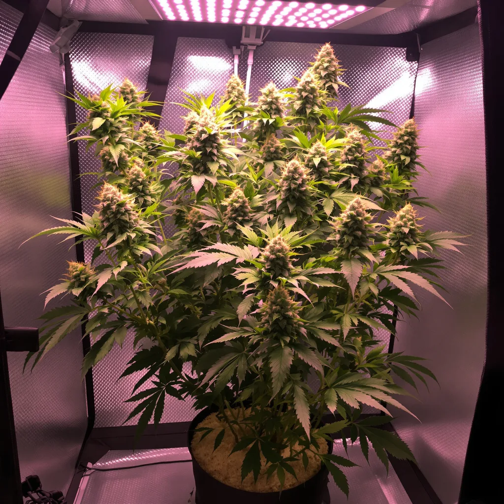 Planta de cannabis Reign Man en fase de floración — 120-180 cm feminizada