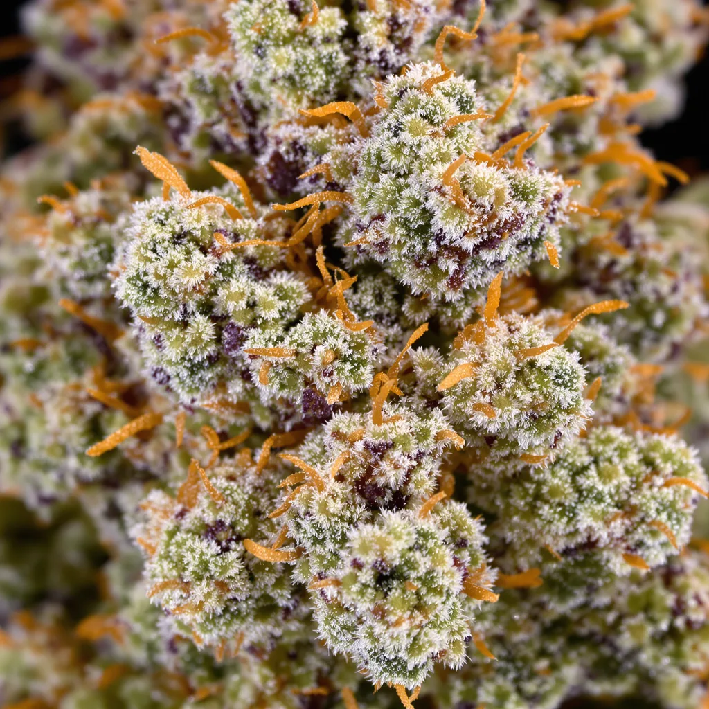 Primer plano de cogollo de cannabis Reign Man mostrando estructura equilibrada con tricomas escarchados