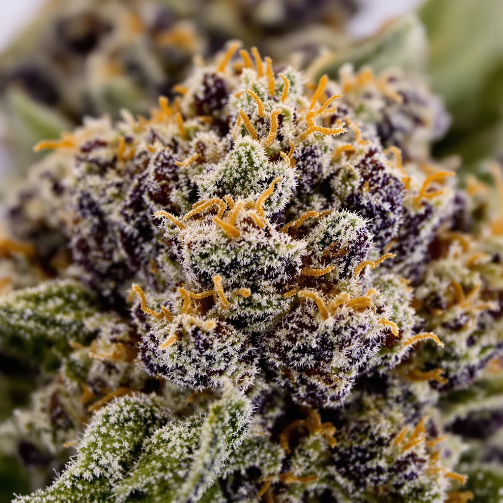 Primer plano de cogollo de cannabis Remedy mostrando cálices densos con tonos morados