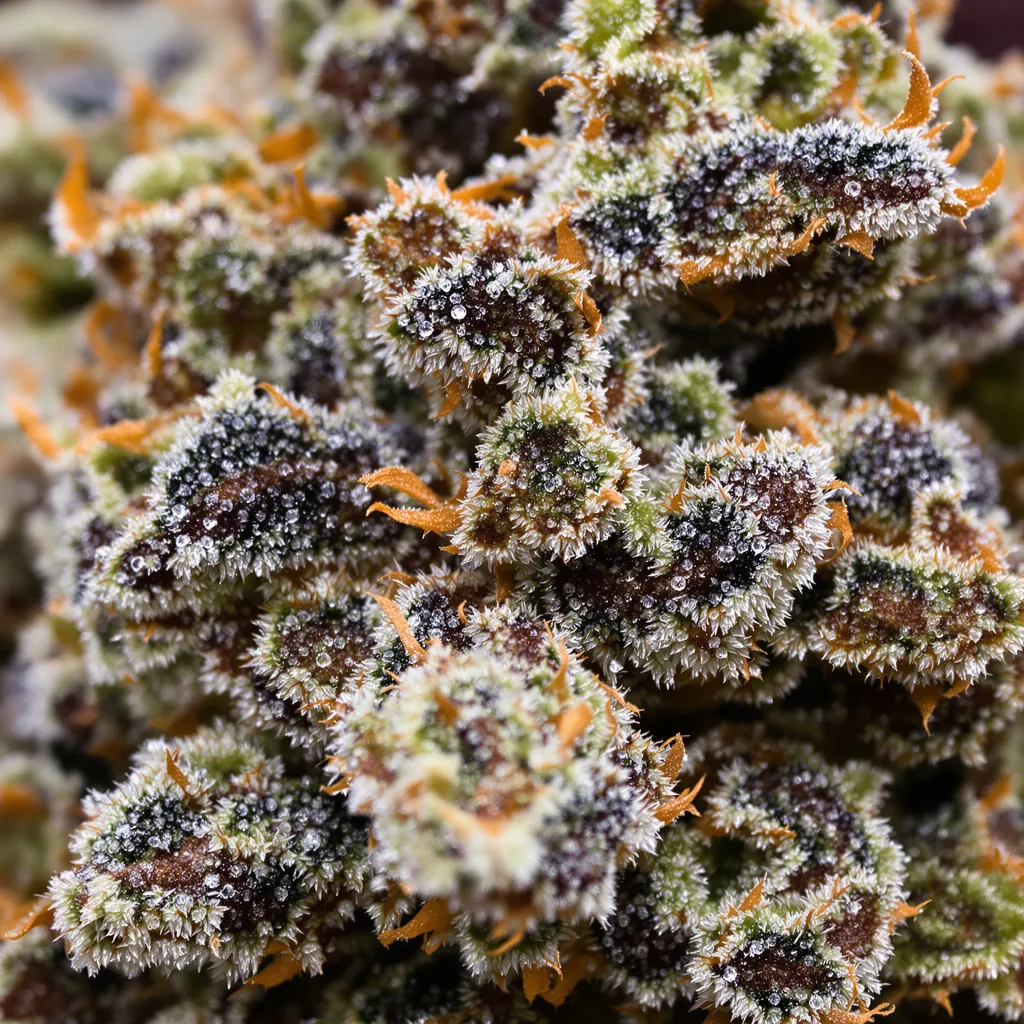 Primer plano de cogollo de cannabis Reserve L.A.K. Federal mostrando cálices densos con tonos morados