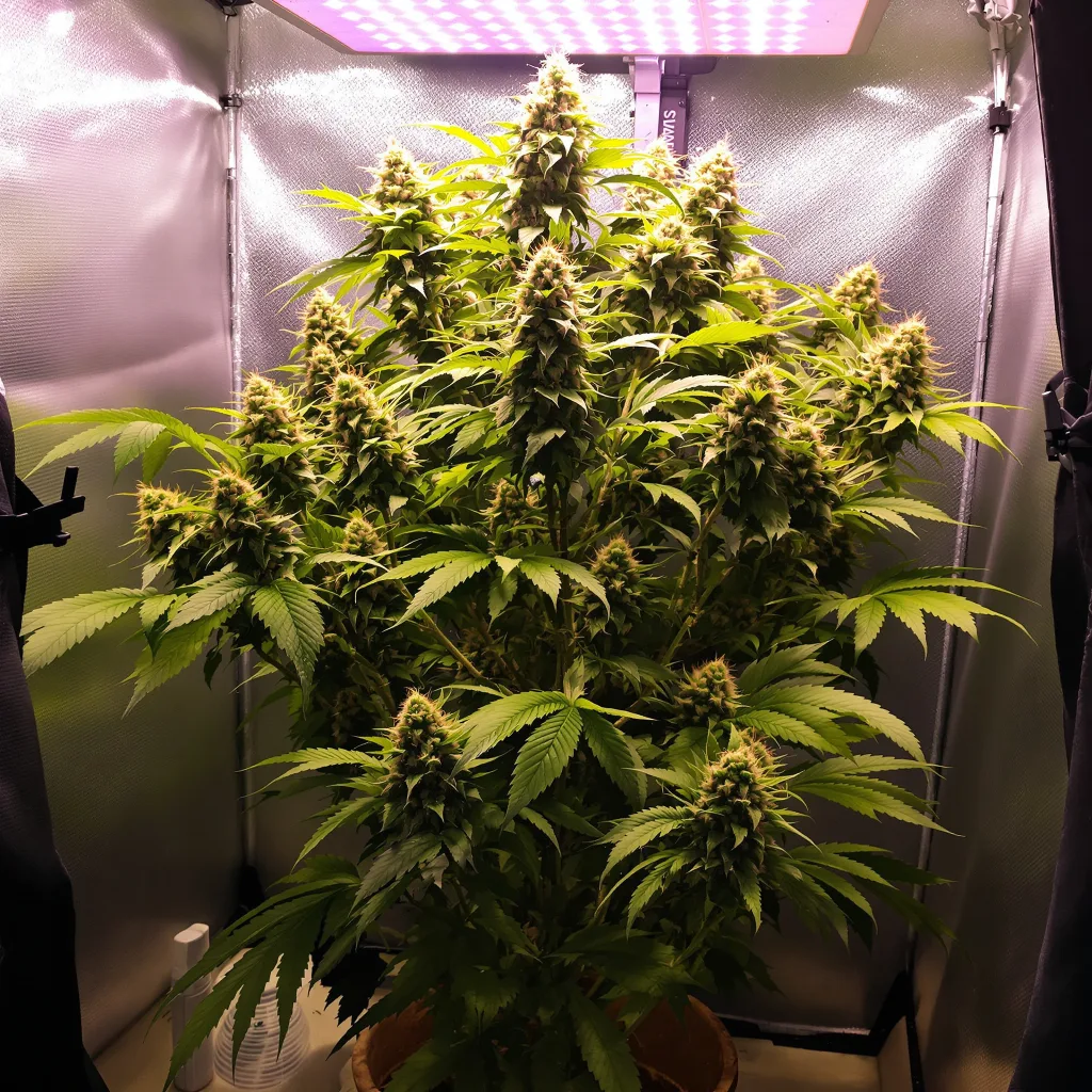 Planta de cannabis Rocklock en fase de floración — 120-180 cm feminizada