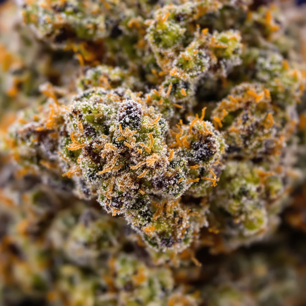 Primer plano de cogollo de cannabis Rockstar Kush mostrando cálices densos con tonos morados
