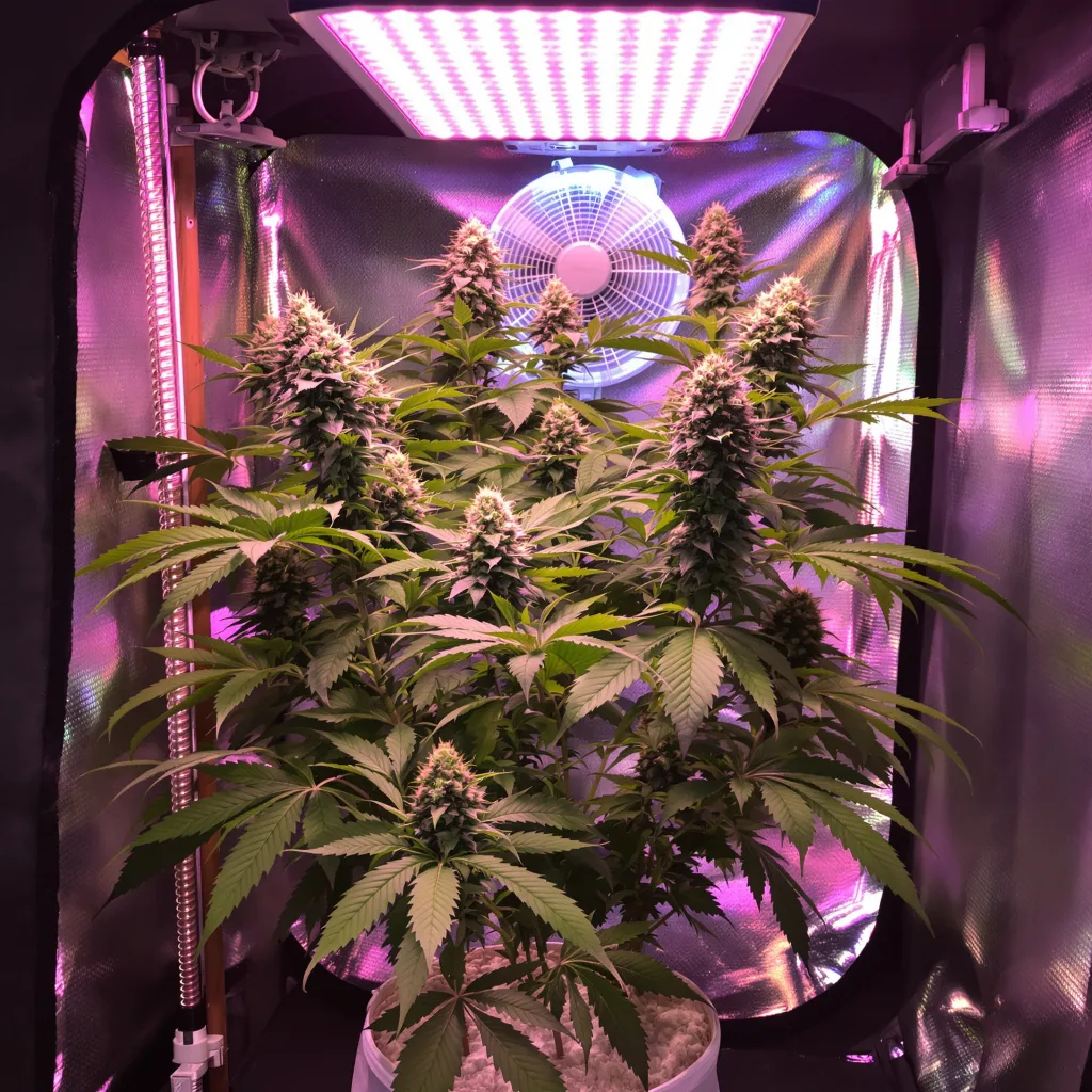 Planta de cannabis Rollex OG Kush en fase de floración — 90-130 cm feminizada
