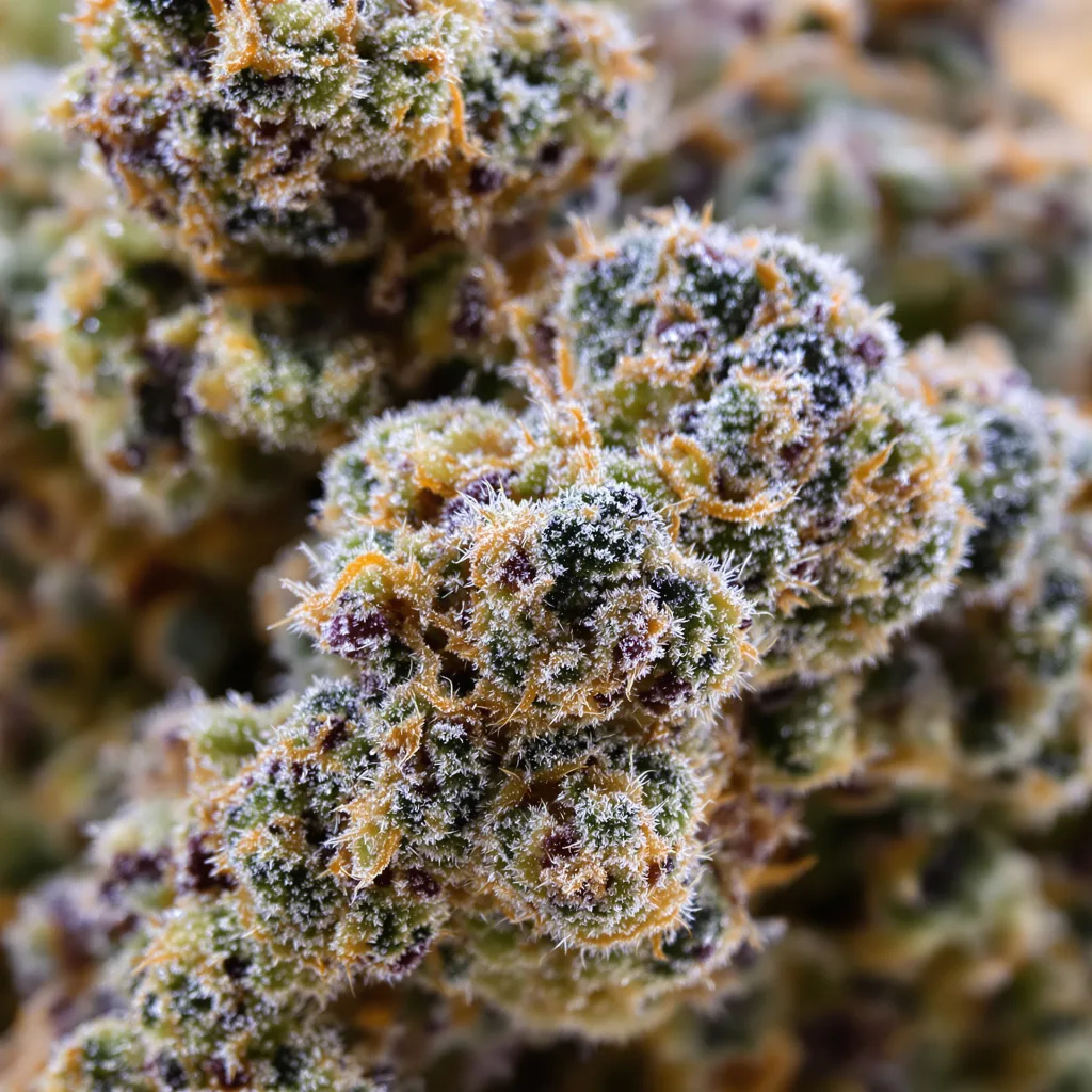 Primer plano de cogollo de cannabis Royal Gorilla mostrando estructura equilibrada con tricomas escarchados