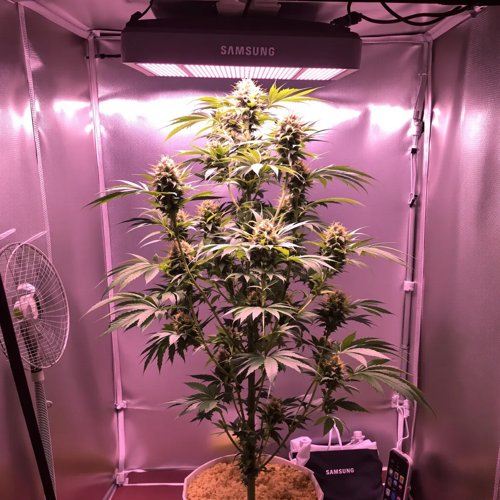 Planta de cannabis Royal Medic en fase de floración — 150-200 cm feminizada