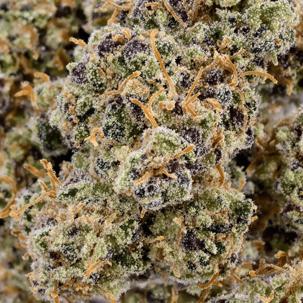 Primer plano de cogollo de cannabis Runtz Muffin mostrando cálices densos con tonos morados