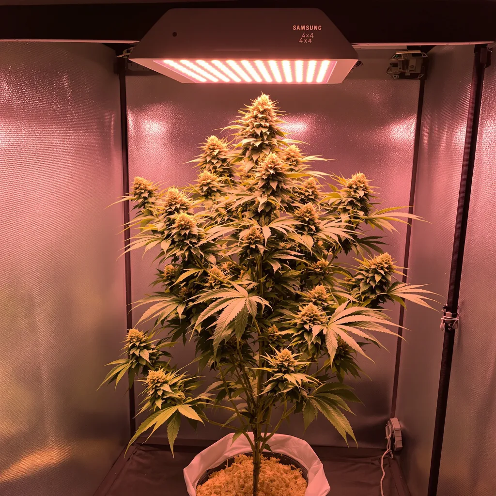 Planta de cannabis SAGE en fase de floración — 120-180 cm feminizada