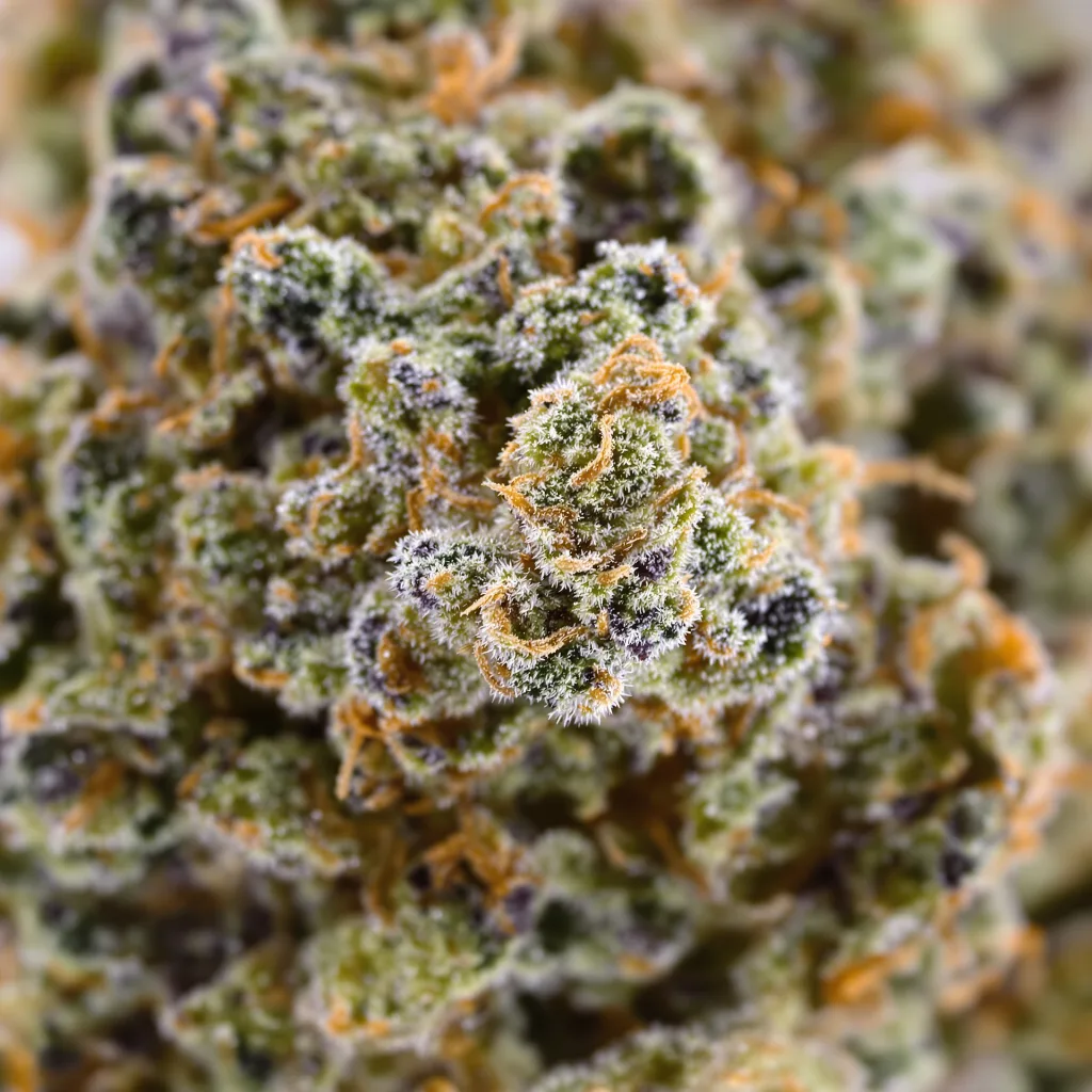 Primer plano de cogollo de cannabis Satellite OG mostrando estructura abierta con pistilos naranjas