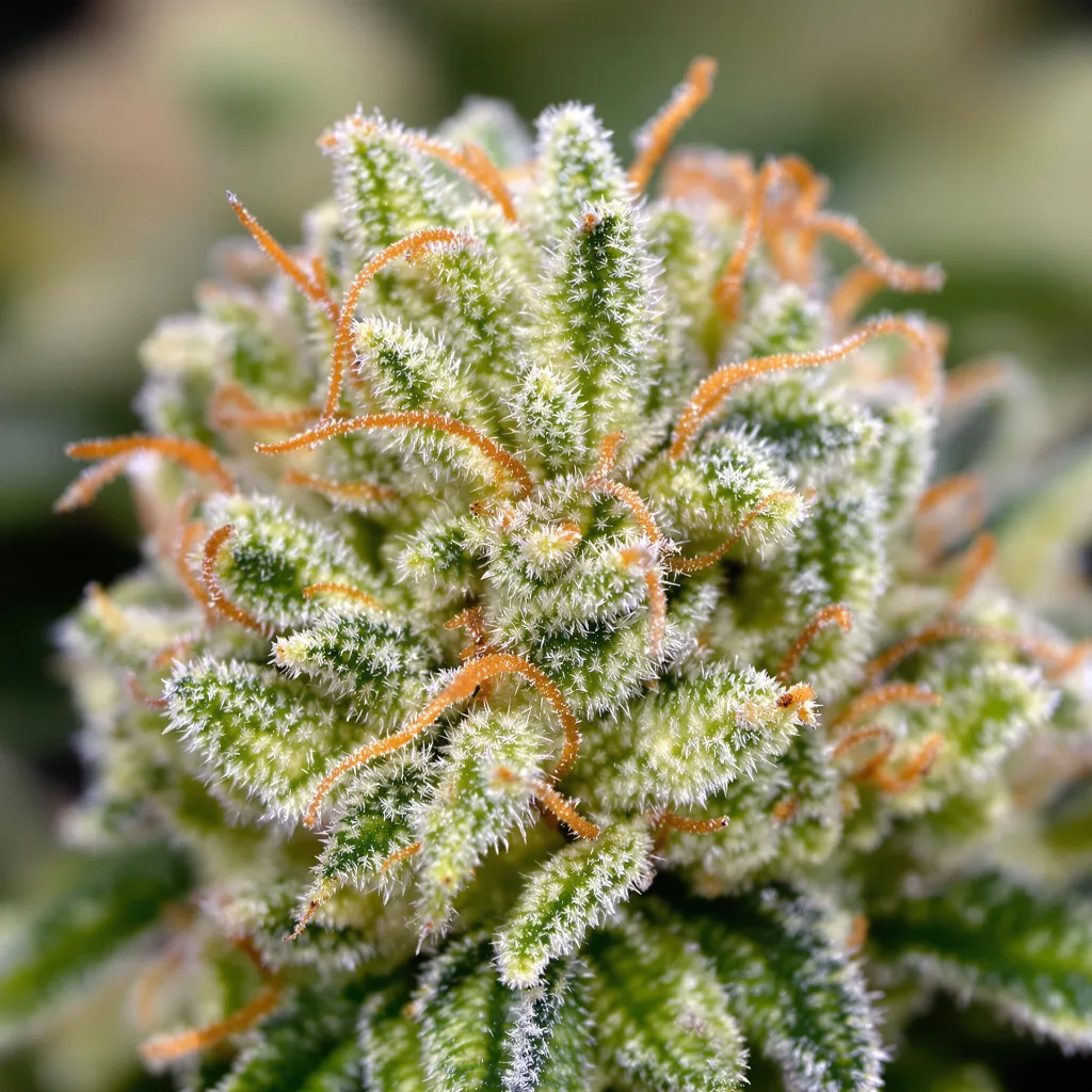 Primer plano de cogollo de cannabis Schrom mostrando estructura aireada verde lima