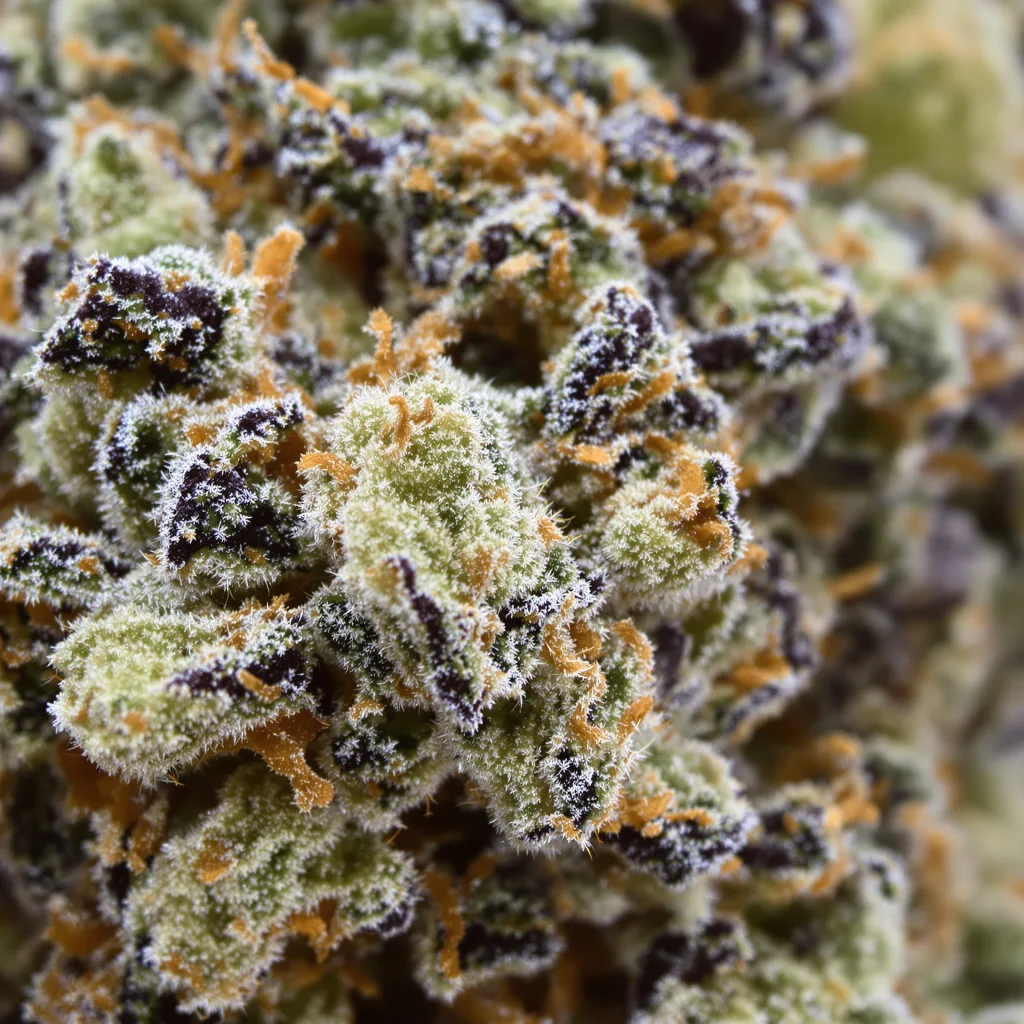 Primer plano de cogollo de cannabis Seattle Blue mostrando estructura equilibrada con tricomas escarchados