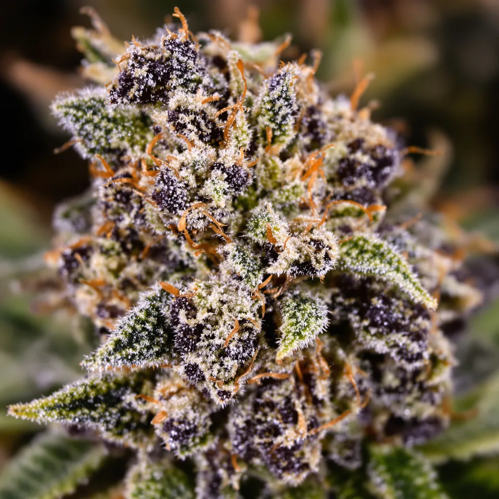 Primer plano de cogollo de cannabis Sensi Skunk mostrando cálices densos con tonos morados