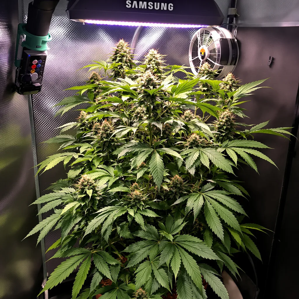 Planta de cannabis Sensi Star en fase de floración — 90-130 cm feminizada