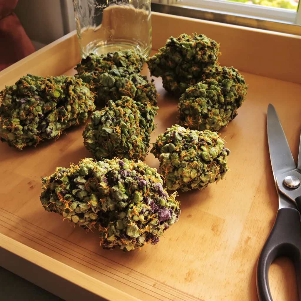 SFV OG 90% indica / 10% sativa — flor con tricomas visibles