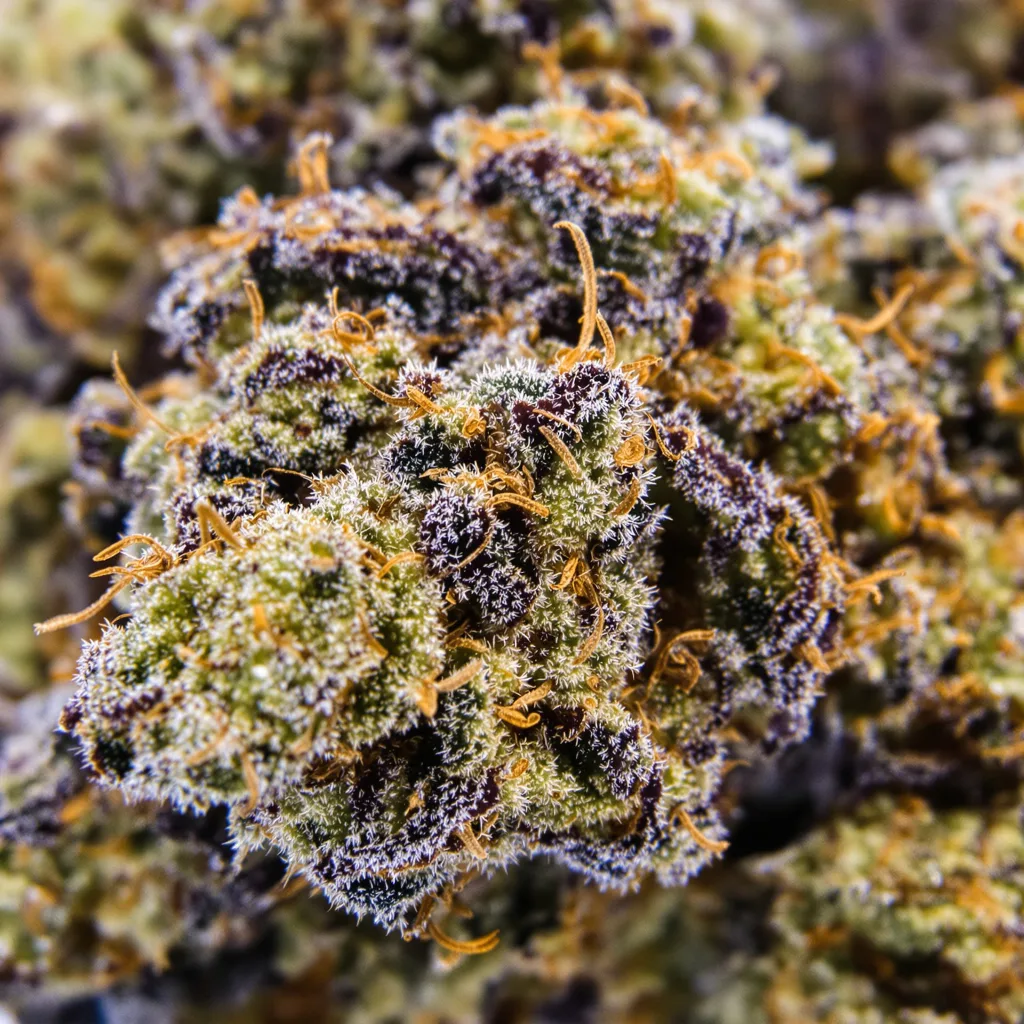 Primer plano de cogollo de cannabis SFV OG mostrando cálices densos con tonos morados