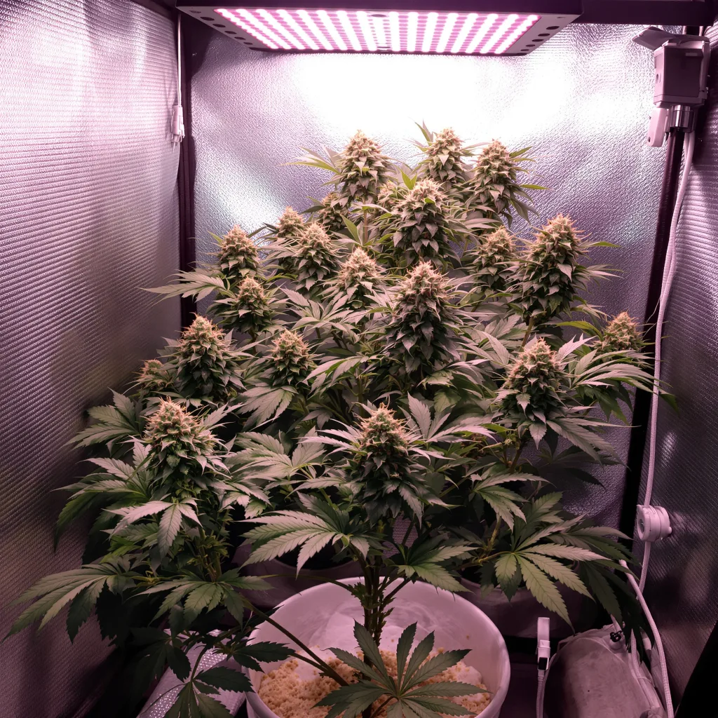 Planta de cannabis Shark Shock en fase de floración — 90-130 cm feminizada