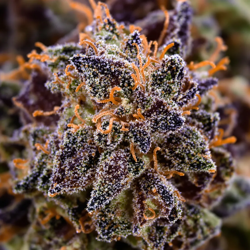 Primer plano de cogollo de cannabis Shark Shock mostrando cálices densos con tonos morados