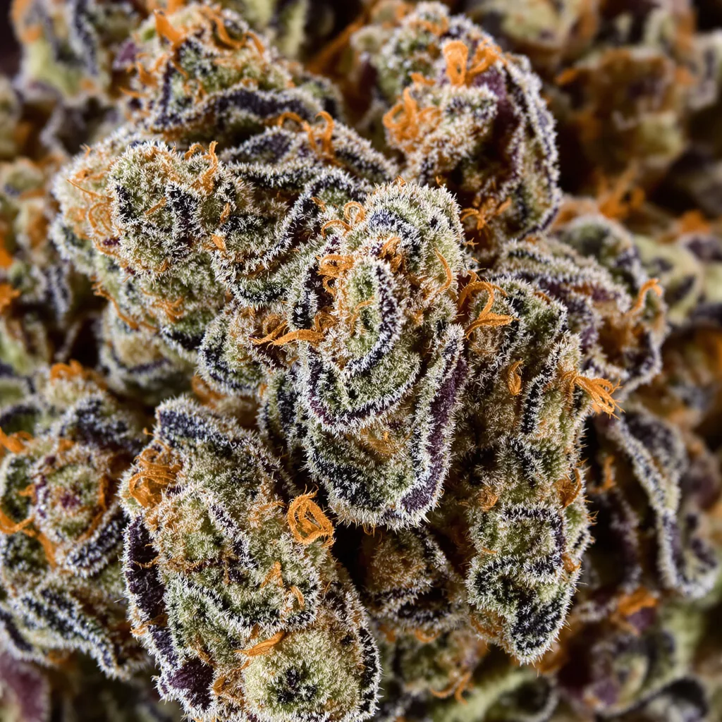 Primer plano de cogollo de cannabis Sharksbreath mostrando cálices densos con tonos morados