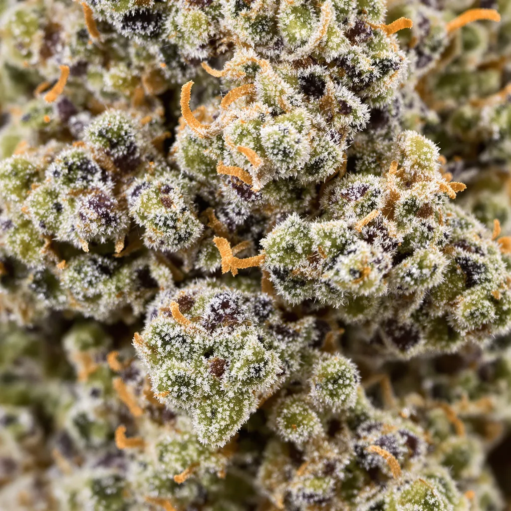 Primer plano de cogollo de cannabis Shipwreck mostrando estructura abierta con pistilos naranjas